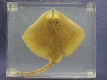 Foto Galerie/Rajiformes/Raja brachyura_01_SS.jpg